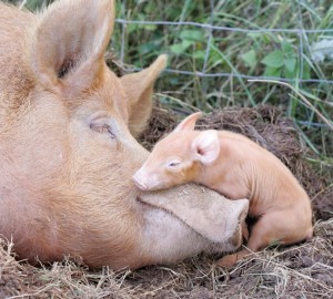 pig-and-piglet