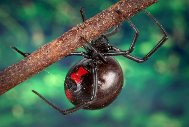 black-widow-spider-1326928_960_720
